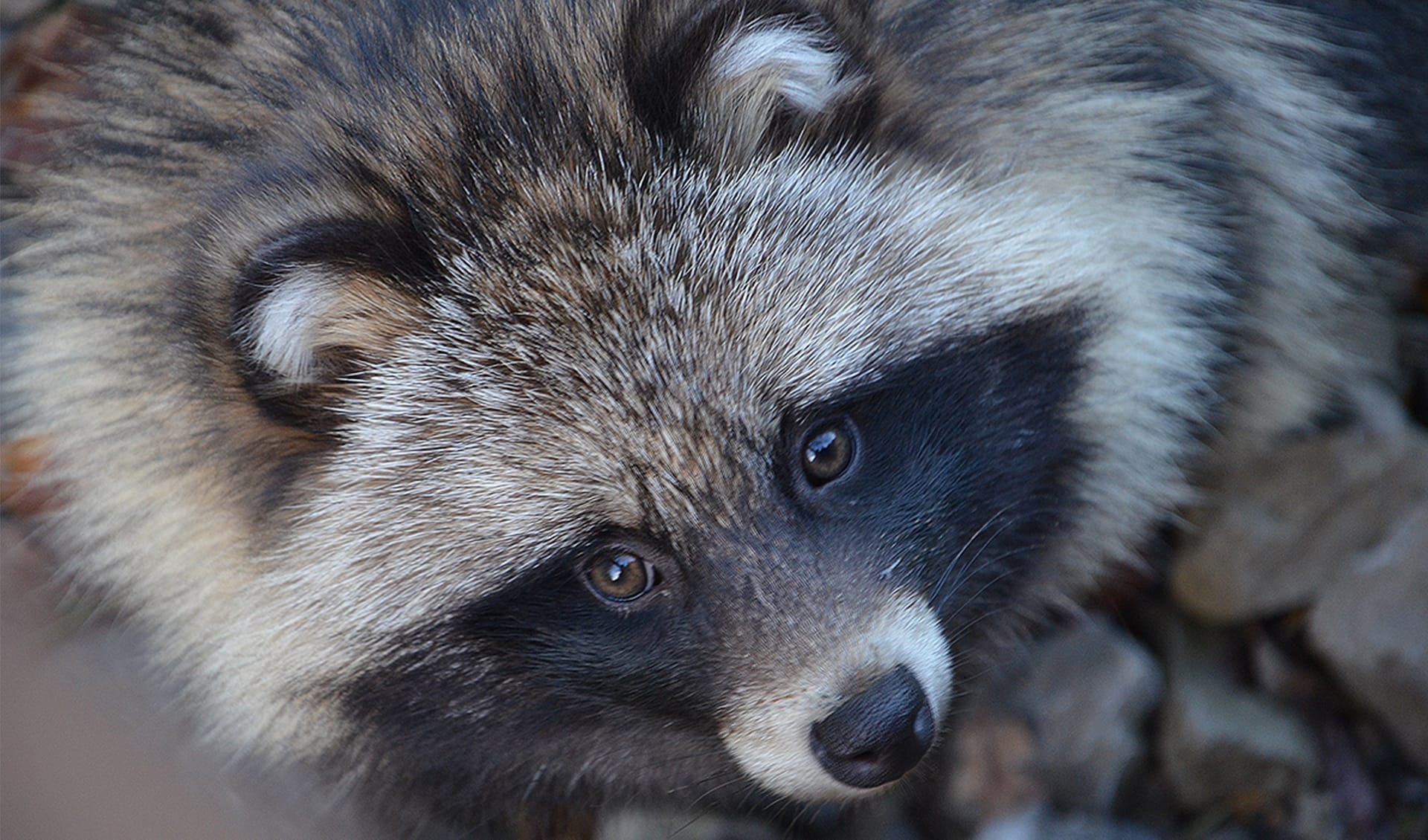 Common raccoon dog facts, distribution & population | BioDB